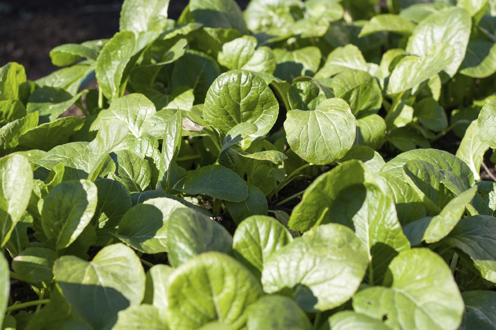 Komatsuna blattreiche grüne samen ideal für backyard garten