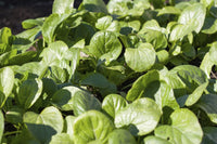 Komatsuna blattreiche grüne samen ideal für backyard garten