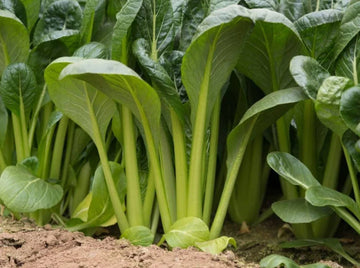 Komatsuna samen non gmo für aussaat