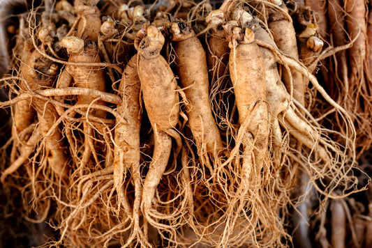 Korean Ginseng Samen Panax ginseng for shade gardens