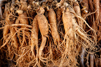Korean Ginseng Samen Panax ginseng for shade gardens