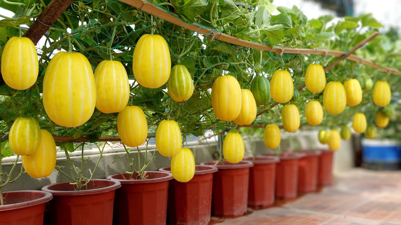 Korean melon fruit samen für aussaat