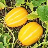Korean Melon seeds für planting