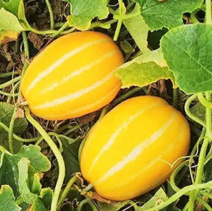 Korean Melon seeds für planting