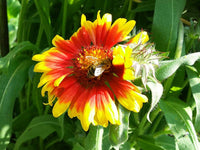 Gelb Rot Aristata Blumensamen Garten Aussaat leuchtend Blüten