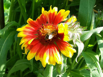 Gelb Rot Aristata Blumensamen Garten Aussaat leuchtend Blüten