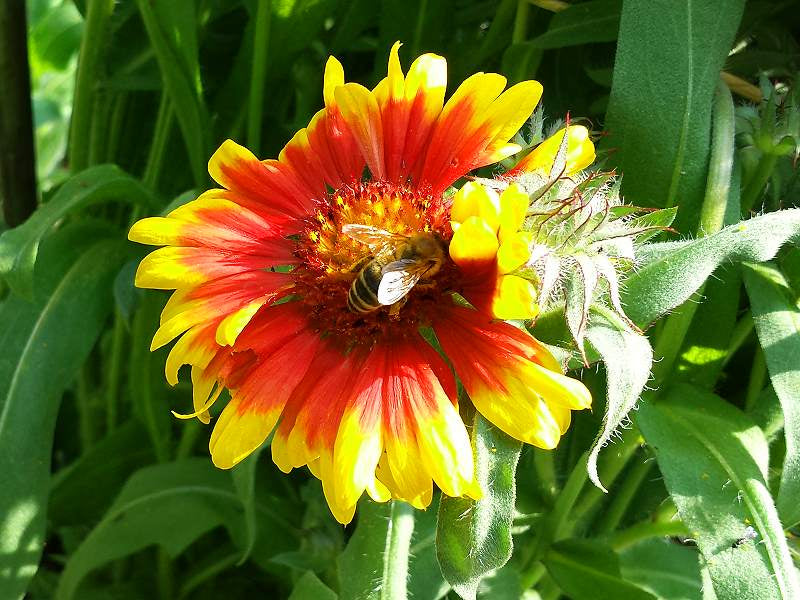 Gelb Rot Aristata Blumensamen Garten Aussaat leuchtend Blüten