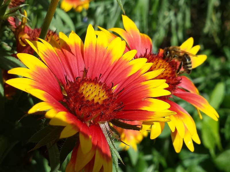 Gelb Rot Aristata Blumensamen Garten Aussaat leuchtend Blüten