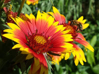 Gelb Rot Aristata Blumensamen Garten Aussaat leuchtend Blüten