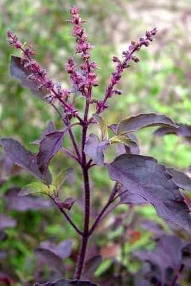 Tulsi Krishna Basil thriving in containers grown from Samen