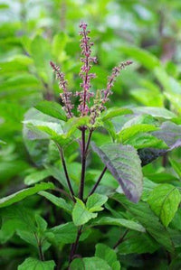 tulsi krishna basil ocimum sanctum samen