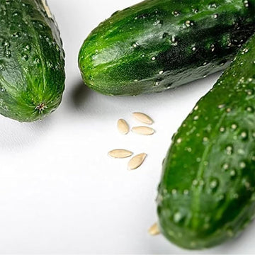 Kvarit f1 cucumber samen hybrid für home garten aussaat