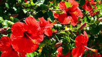 Hibiskus Blumensamen zur Aussaat lang Blüte Saison Traditionssorte & ohne Gentechnik Samen Hausgarten