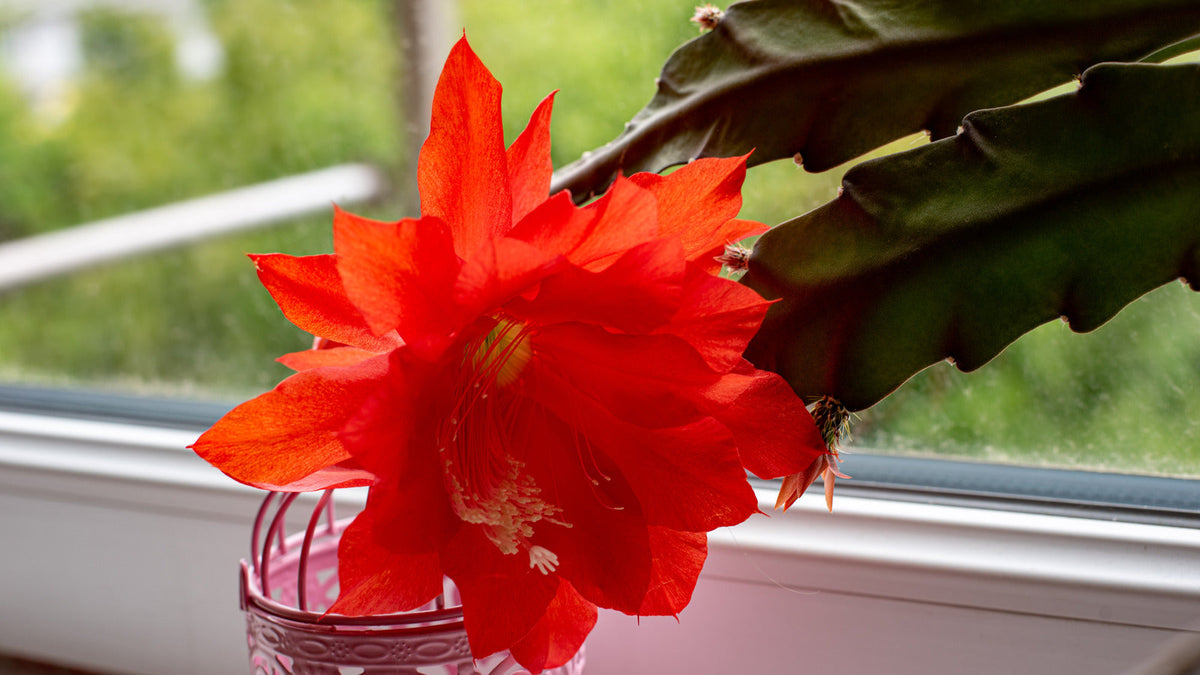 Rot epiphyllum oxypetalum blume samen blume samen for anpflanzung vibrant colors heirloom & gmo free samen for home garten 
 
 sale for anpflanzung in home garten