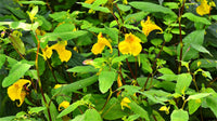 Jewelweed (jewelweed blume) samen for anpflanzung in home garten