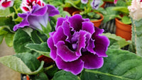 Violett Gloxinie Blumensamen zur Aussaat Wildblume Mischung Traditionssorte & ohne Gentechnik Samen Hausgarten