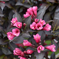 Weigela Blumensamen zur Aussaat farbenfroh Schau Traditionssorte & ohne Gentechnik Samen Hausgarten