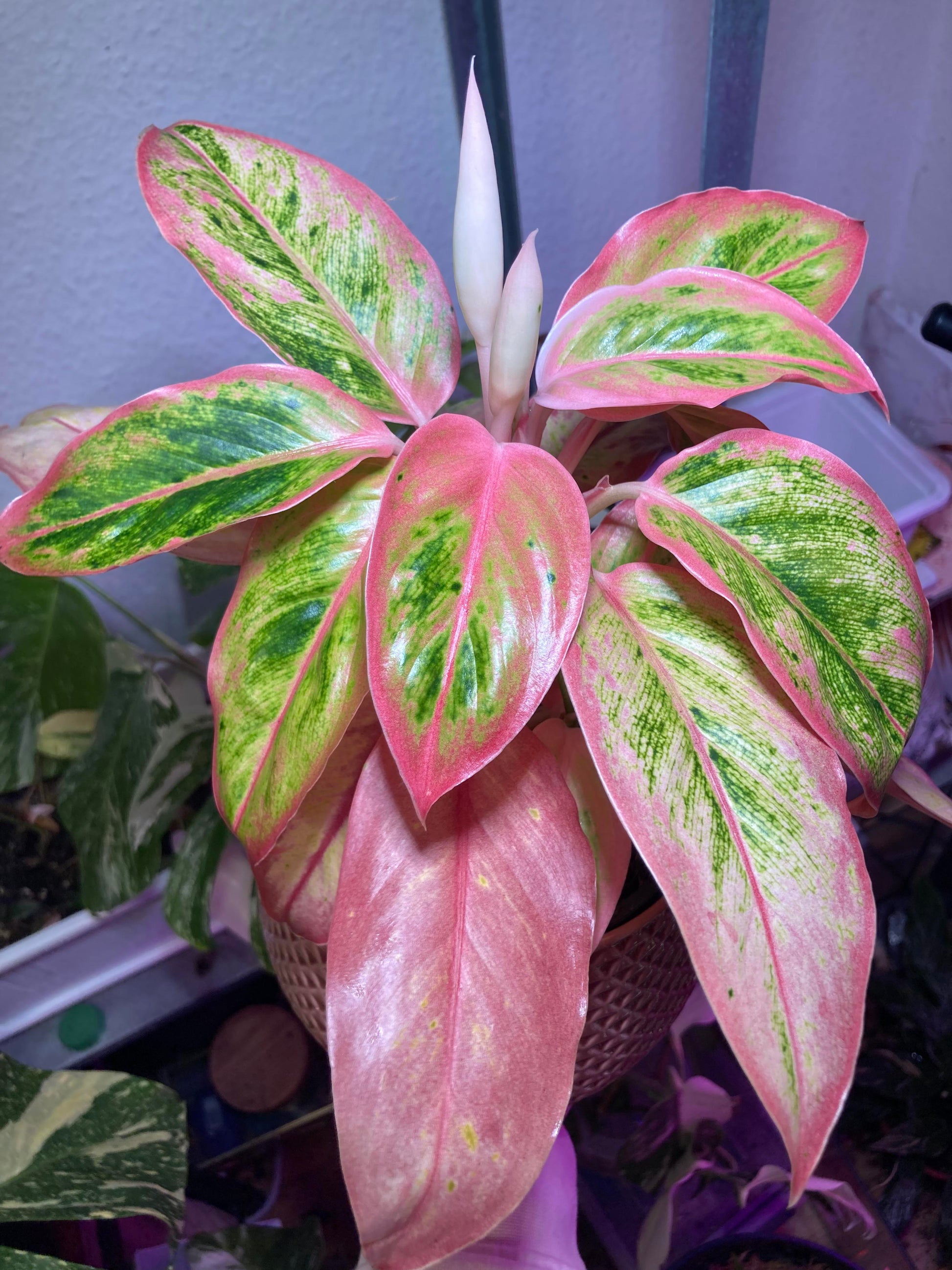 Aglaonema Blumensamen zur Aussaat – pflegeleicht – Traditionssorte & ohne Gentechnik Samen Hausgarten