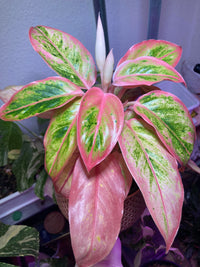 Aglaonema Blumensamen zur Aussaat – pflegeleicht – Traditionssorte & ohne Gentechnik Samen Hausgarten