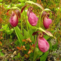 Cypripedium Acaule Blumensamen zur Aussaat – leuchtend Blüten – Traditionssorte & ohne Gentechnik Samen Hausgarten