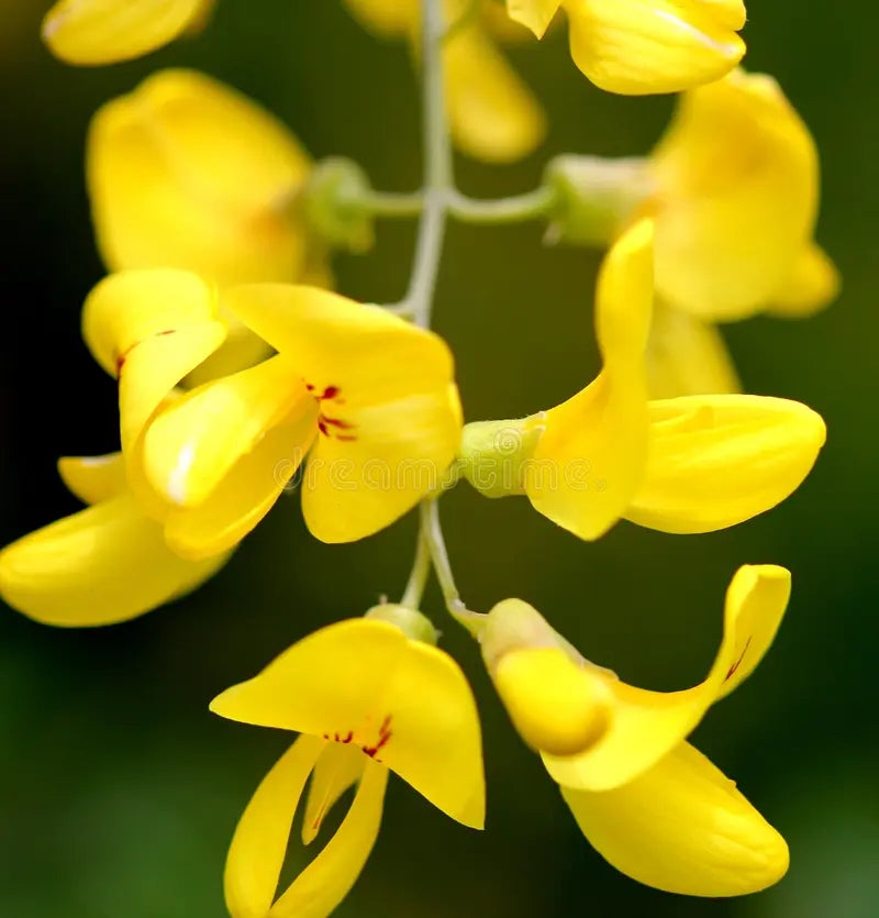 Gelb Anagyroides Blumensamen zur Aussaat – saisonal Dauerblüher – Traditionssorte & ohne Gentechnik Samen Hausgarten