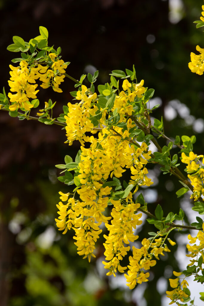 Laburnum anagyroides tree samen with bright gelb blooms