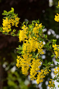 Laburnum anagyroides tree samen with bright gelb blooms