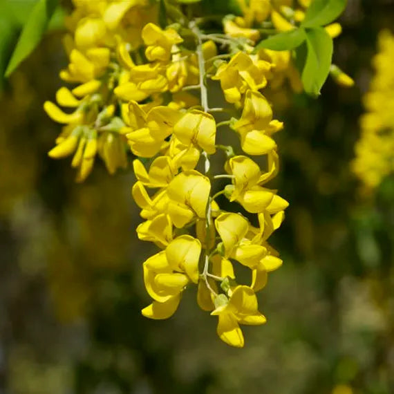 Laburnum anagyroides gelb golden chain tree samen for anpflanzung