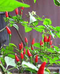 Young spicy mixed labuyo seedlings ready für transplant