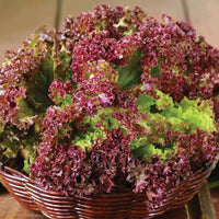 Lactuca sativa lettuce samen für aussaat in gardens