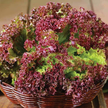 Lactuca sativa lettuce samen für aussaat in gardens