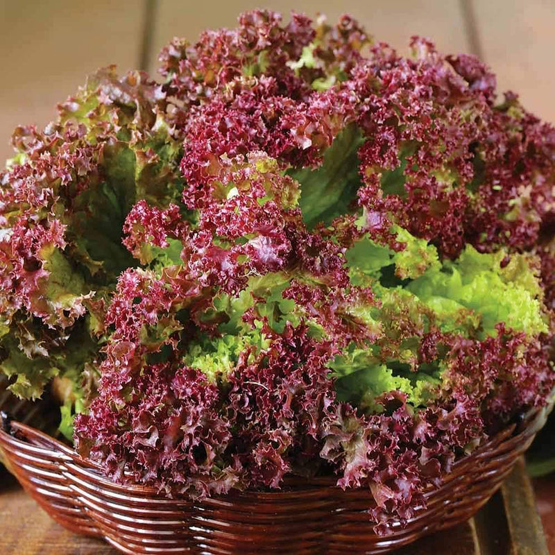 Lactuca sativa lettuce samen für aussaat in gardens
