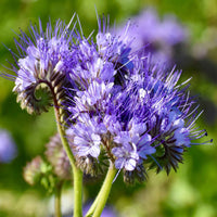 Violett Lacy Phacelia Samen Blumensamen zur Aussaat Anzucht Traditionssorte & ohne Gentechnik Samen Hausgarten