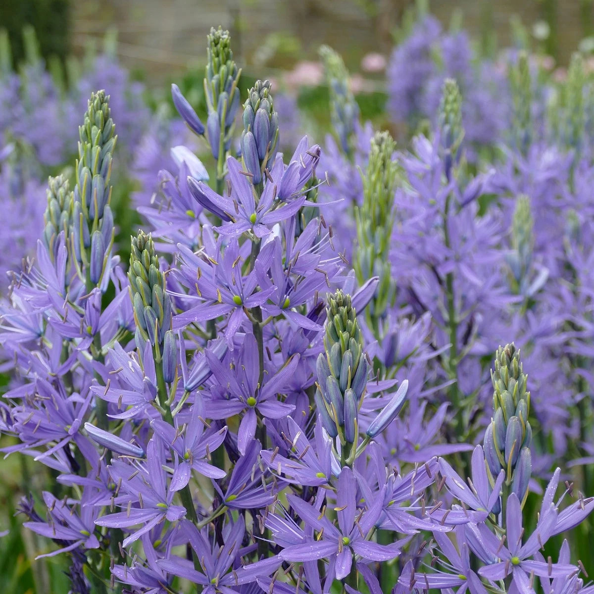 Camassia Blumensamen zur Aussaat Landhaus Garten wichtig Traditionssorte & ohne Gentechnik Samen Hausgarten
