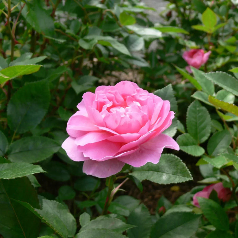 Lady favorite rose samen for anpflanzung