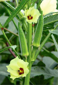 Lady finger pflanze flowers in bloom