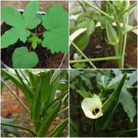 Mature lady finger pflanze with grüne foliage