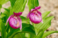Lila Cypripedium Macranthos Blumensamen zur Aussaat Wildblume Mischung Traditionssorte & ohne Gentechnik Samen Hausgarten
