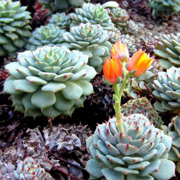 kaufen blue echeveria derenbergii pflanze pflanzung samen Stück, 100 Stück