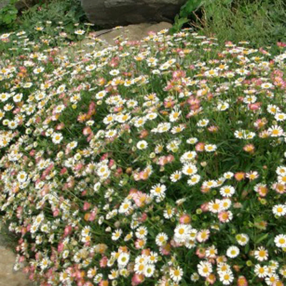 Gemischt Karvinskianus Profusion Blumensamen zur Aussaat – ideal Rabatten – Traditionssorte & ohne Gentechnik Samen Hausgarten