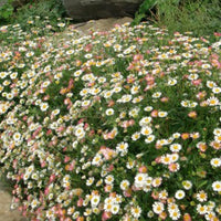 Gemischt Karvinskianus Profusion Blumensamen zur Aussaat – ideal Rabatten – Traditionssorte & ohne Gentechnik Samen Hausgarten