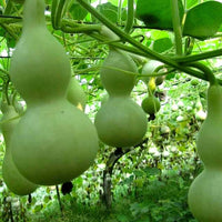 Lagenaria pumpkin lagenaria siceraria samen für aussaat