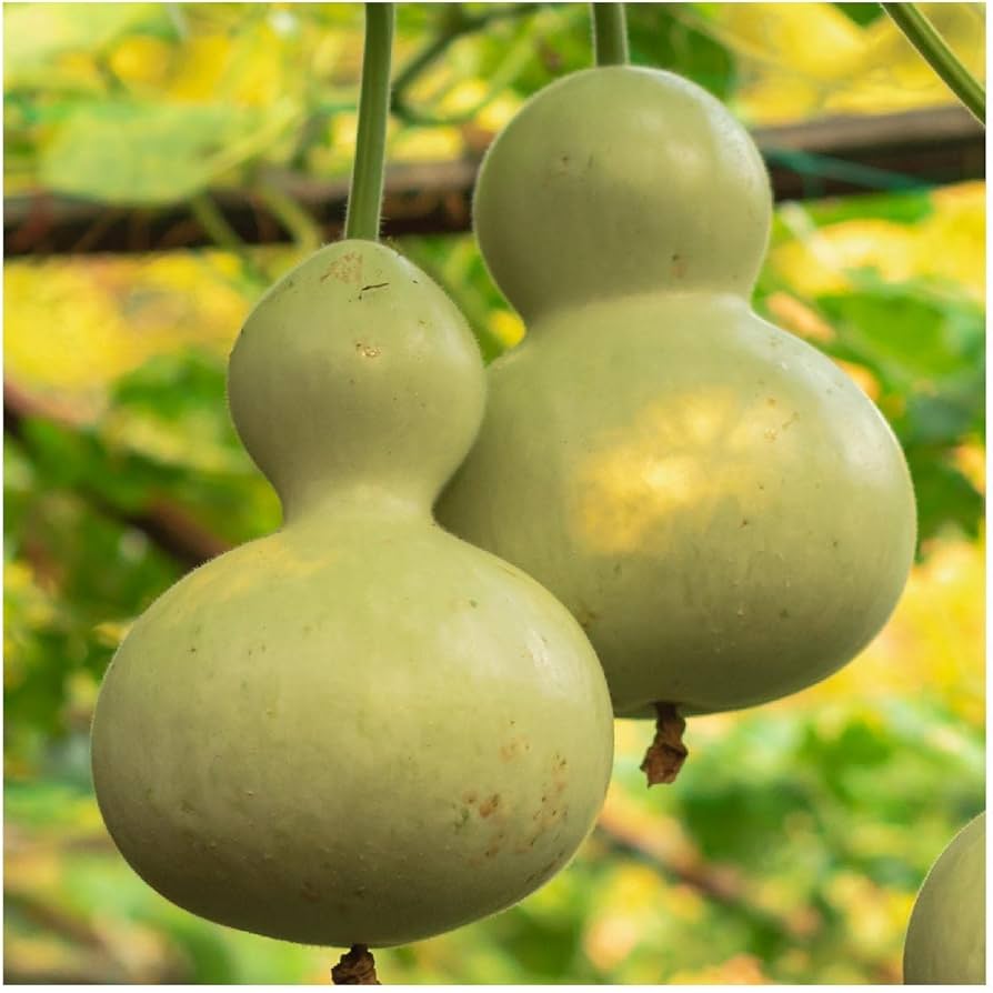Lagenaria siceraria birdhouse gourd samen