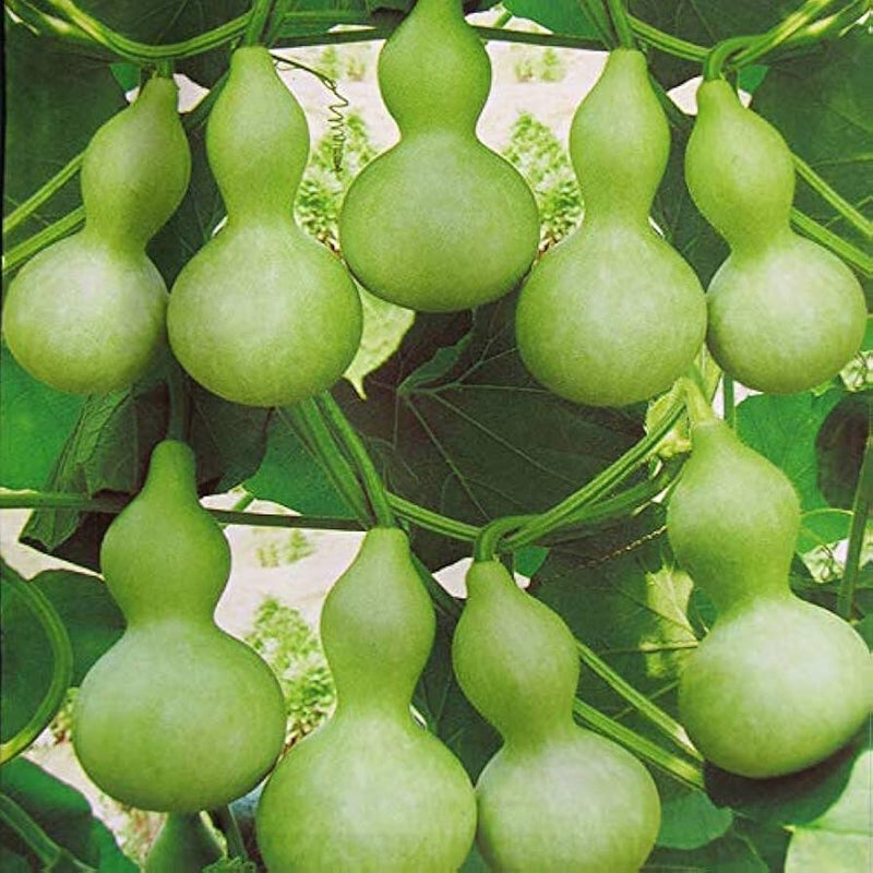 Lagenaria siceraria pumpkin samen für aussaat