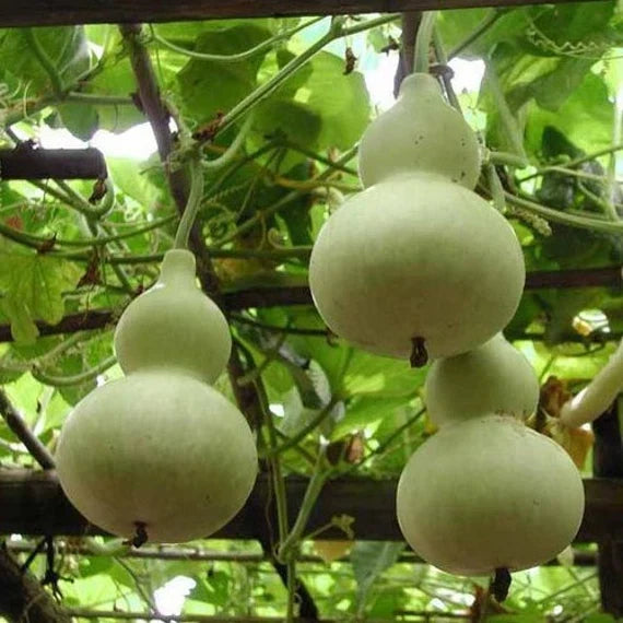 Lagenaria gemüse samen für aussaat in home gardens