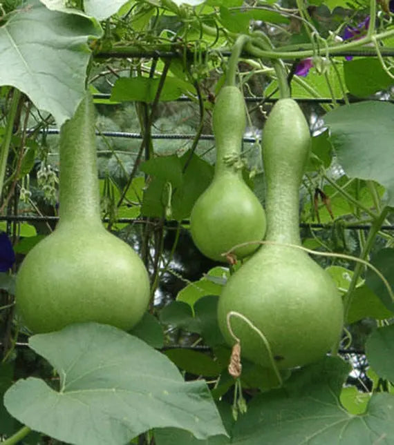 Lagenaria vine samen für einfachen garten wachsend