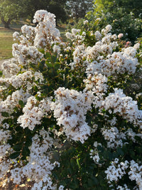 Weiß Crape Myrtle Baum Samen Blumensamen zur Aussaat kompakt Wuchs Traditionssorte & ohne Gentechnik Samen Hausgarten