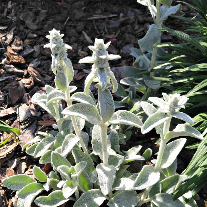 Gray Lambs Ear Blumensamen zur Aussaat – ideal Rabatten – Traditionssorte & ohne Gentechnik Samen Hausgarten