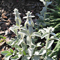 Gray Lambs Ear Blumensamen zur Aussaat – ideal Rabatten – Traditionssorte & ohne Gentechnik Samen Hausgarten