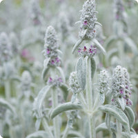 Lamb’s Ear Samen Stachys byzantina silver fuzzy foliage